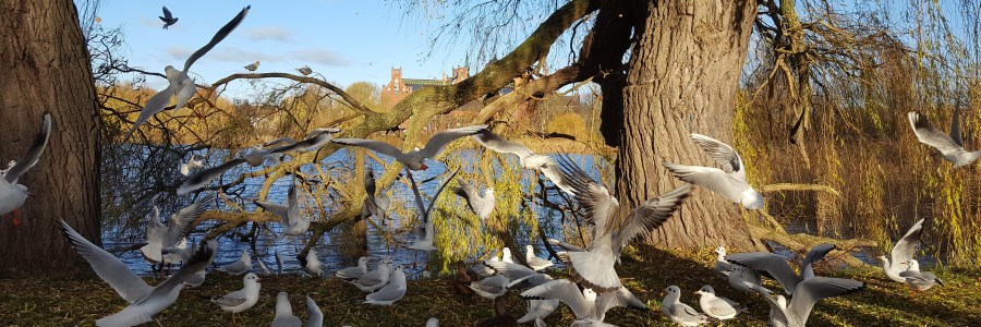 Tiere und Natur